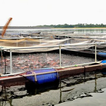 Dutch Aquaculture Experts