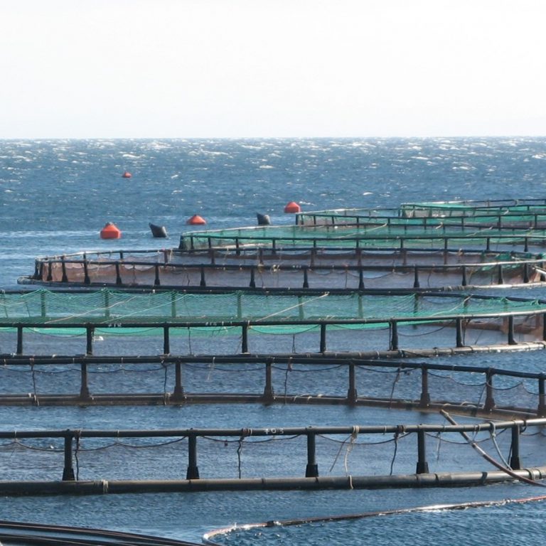 Dutch Aquaculture Experts