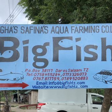 BigFish tilapia Tanzania Til-Aqua Holland Aqua Viqon